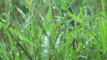 wandelen door weide met waterdauw op de voorgrond bokeh. weelderige gebladerte weide. video