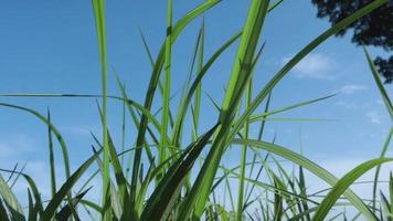 campo de hierba verde, hojas de ramas de árboles, cielo azul. vista panorámica a través de ramas de árboles con follaje verde en el cielo azul claro día soleado de verano. video