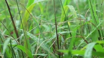 Blick auf wildes Gras in freier Wildbahn, das sehr grün ist. grüner Hintergrund. Draufsicht auf Naturrasen mit Heuschrecken. Tier auf dem Blatt. video