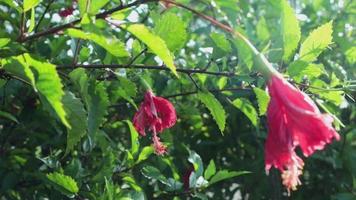 flores de amapolas rojas del concepto de naturaleza florecen balanceándose cerca del viento en el prado en la reserva nacional en cámara lenta de primavera al atardecer en bengalas de lentes de sol video