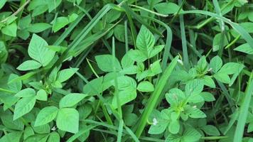 vista di erba selvatica allo stato brado che è molto verde. sfondo verde. vista dall'alto di erba naturale con cavallette. animale sulla foglia. video