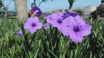 flores de amapolas rojas del concepto de naturaleza florecen balanceándose cerca del viento en el prado en la reserva nacional en cámara lenta de primavera al atardecer en bengalas de lentes de sol video