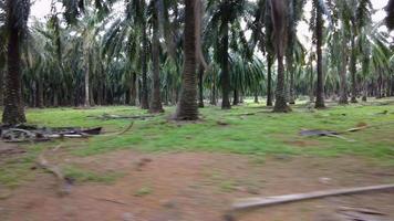 Sliding over high oil palm tree. video