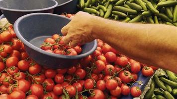 tomate orgânico e saudável suculento em um mercado video