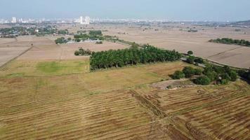 Aerial view scenery paddy field video