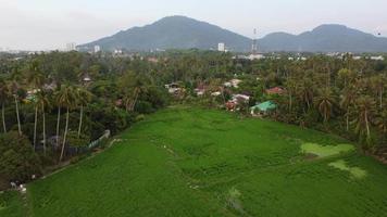 Aerial view green paddy field and farmland of rural Malays village video