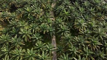 sobrevoar o caminho rural na plantação de palmeiras