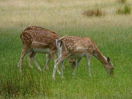 deers in westphalia photo