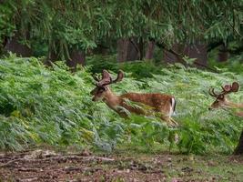 deers in westphalia photo