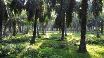 Move in oil palm plantation in sun ray video