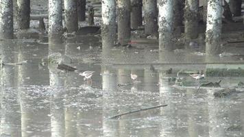 ave aquática procura comida perto da lama costeira video