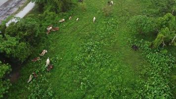 Drone view cows grazing grass video