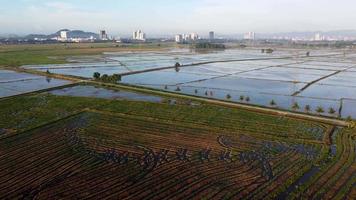 vue aérienne, culture, et, eau, paddy, démon video