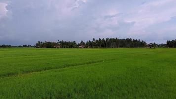 Slow move in paddy field video