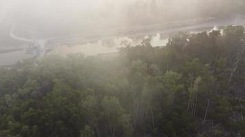 liberación de humo de la quema en el bosque de manglares video
