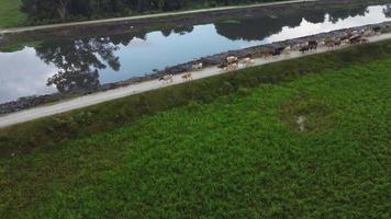 Drone view cows walk near the river video