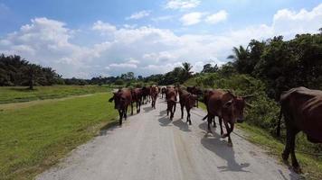 grupo de vacas caminan por el camino rural video