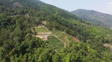 plantación de vista aérea en la terraza de la colina video