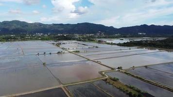 vista aérea cultivo de água arrozal