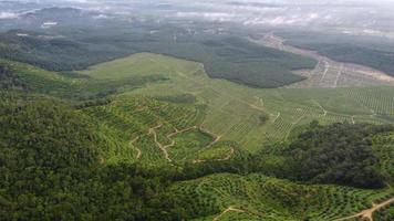 vista aérea paisagem verde da plantação de dendezeiros video