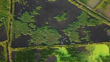 drone vista pássaro sobrevoando o arrozal verde