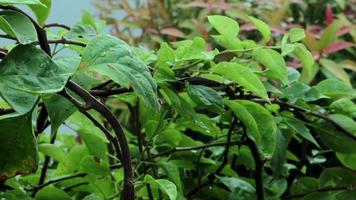 le gocce di pioggia scorrono lungo la foglia della pianta. foglia verde con gocce. video