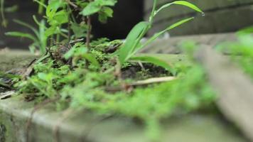 Blick auf wildes Gras in freier Wildbahn, das sehr grün ist. grüner Hintergrund. Draufsicht auf Naturrasen mit Heuschrecken. Tier auf dem Blatt. video