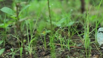 wandelen door weide met waterdauw op de voorgrond bokeh. weelderige gebladerte weide. video