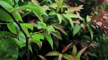 regendruppels stromen langs het blad van de plant. groen blad met druppels. video