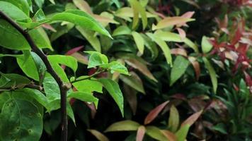 Raindrops flow down the leaf of the plant. Green leaf with drops. video