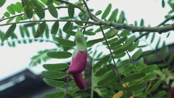 folhas de samambaia ondulando sob a brisa leve na floresta em um dia quente de verão. fundo verde da natureza. video