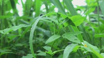 Walking through meadow with water dew in foreground bokeh. Lush foliage meadow. video