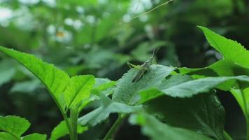 View of wild grass in the wild which is very green. green background. top view of natural grass with grasshoppers. animal on the leaf. video