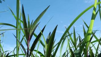 groen grasveld, takken bladeren, blauwe lucht. schilderachtig uitzicht door takken van bomen met groen gebladerte op heldere blauwe hemel zonnige zomerdag. video