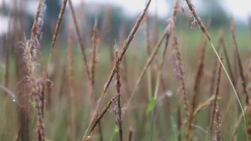 zu Fuß durch die Wiese mit Wassertau im Vordergrund Bokeh. üppige Laubwiese. video