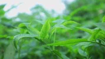 Fern leaves rippling under the light breeze in the forest on a hot summer day. Nature green background. video