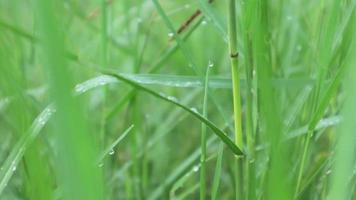 wandelen door weide met waterdauw op de voorgrond bokeh. weelderige gebladerte weide. video