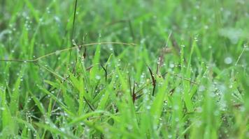 caminando por la pradera con rocío de agua en primer plano bokeh. prado de follaje exuberante. video