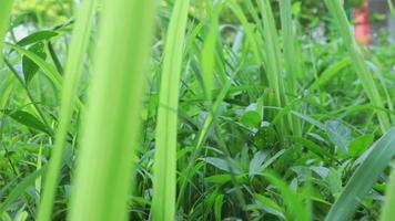vista da grama selvagem na natureza, que é muito verde. fundo verde. vista superior da grama natural com gafanhotos. animal na folha. video