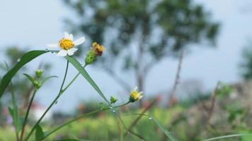 View of wild grass in the wild which is very green. green background. top view of natural grass with grasshoppers. animal on the leaf. video