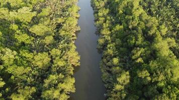 Blick aus der Luft flussabwärts mit grünem Buschbaum video