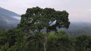 montée aérienne et regarder vers le bas la plantation d'arbres durians video