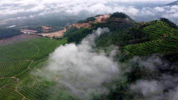 Luftbild niedrige Wolken auf der Hügelplantage