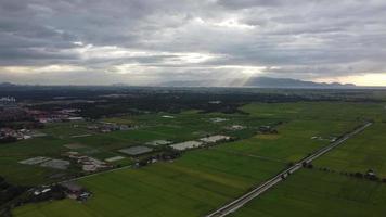 Fly over paddy field in sun ray evening. video