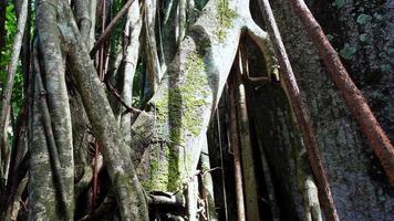 Panorámica de la raíz del árbol de banyan video