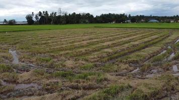 Harvested paddy field. video