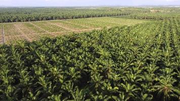 Aerial view green oil palm transplant farm video