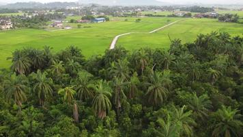 arbusto de coqueiro e arrozal