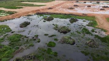 Muddy land after oil palm clearing video