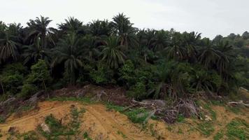 Dead oil palm tree in muddy soil video